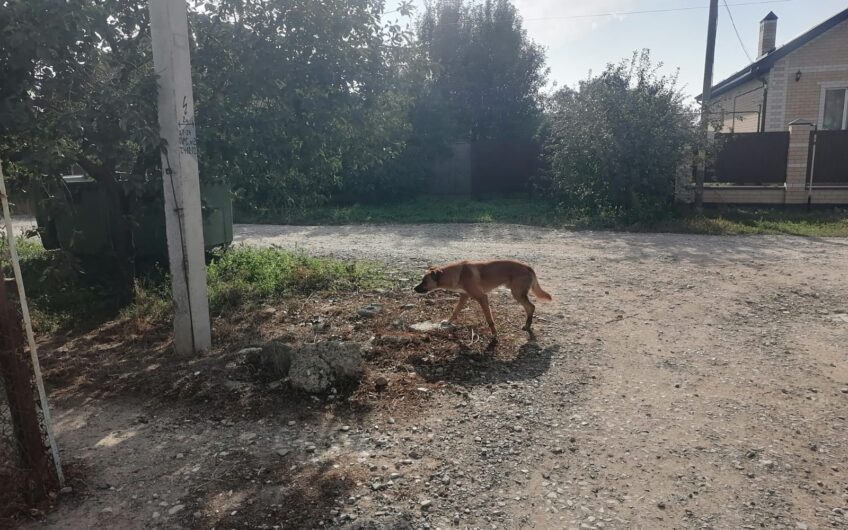 В продаже земельный участок